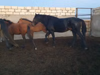 حصان, Kushum Horse — الصورة 4