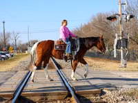 公马, National Show Horse — 照片 8