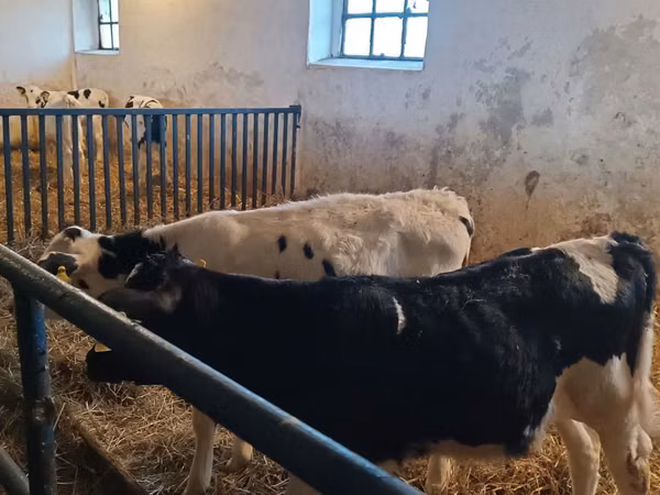 Bulle, Russian Black pied cattle