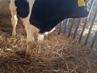 Bulle, Russian Black pied cattle — Foto 3