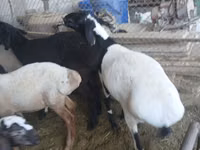 Widder, Rhon sheep — Foto 2