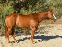 Mare, Quarter Horse — photo 5