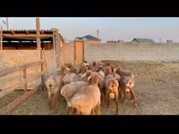 Widder, Karakul sheep — Foto 2