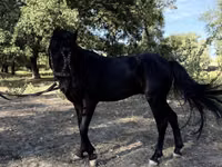 Pferde (Partie, Geschlecht nicht angegeben), American shetland pony — Foto 8