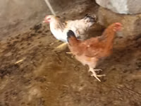 Chickens — photo 3