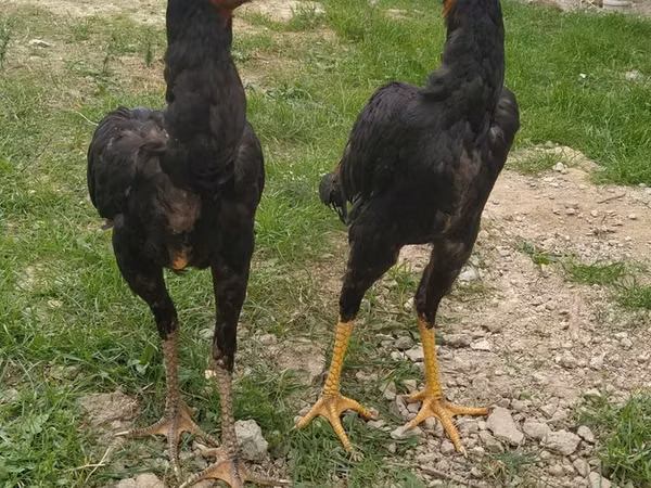 Shamo chickens