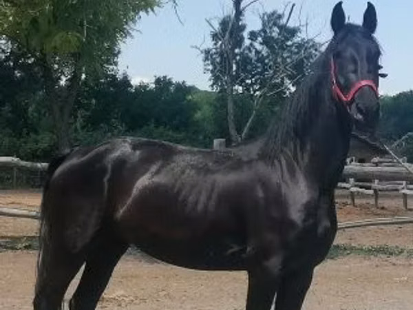 Yegua, Friesian