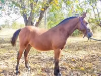 घोड़ा, Nonius horse — फ़ोटो 2