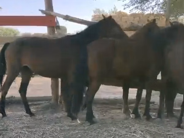 Yegua, Kazakh horse