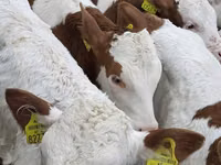 أبقار (دفعة، الجنس غير محدد), Simmental cattle — الصورة 3
