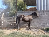 Cheval, Friesian sport horse — photo 5