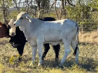 Vache, Brahmane — photo 3
