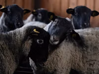 Carnero, Romanov sheep — foto 3