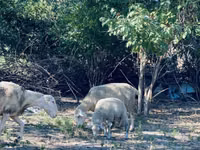 Widder, Merinoland sheep — Foto 8