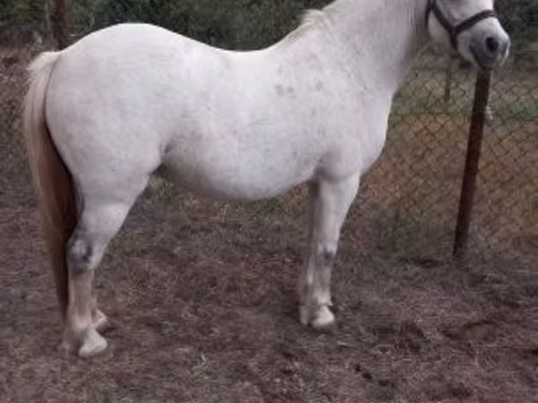 Mare, Horses