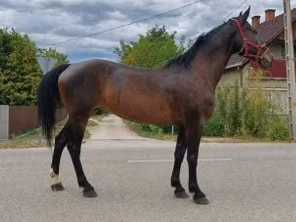 Mare, Horses