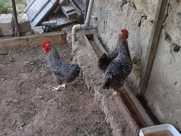 Slovenian Barred Hen