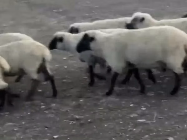 公羊, Hampshire sheep