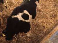 Bull, Russian Black pied cattle — photo 5