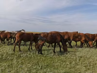 Pferde (Partie, Geschlecht nicht angegeben), Horse breed — Foto 2