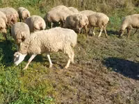 نعجة, Karabakh sheep — الصورة 1