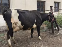 Vaca, Russian Black pied cattle — foto 7