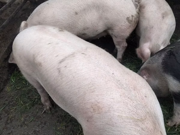 Boar, 