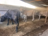Vache, Swiss cattle — photo 3