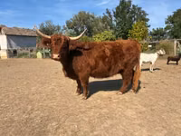 Vache, Highland — photo 2