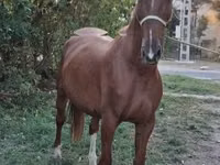 Cheval, Kisber felver — photo 5