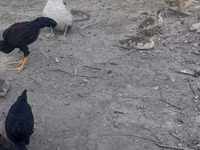 Chickens — फ़ोटो 4
