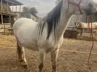 Stute, Tersk horse — Foto 4