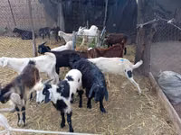 Billy Goat, Pomellata goat — photo 1