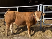 Toro, Partenaise cattle — foto 1