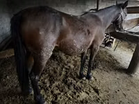 Mare, Horses — photo 2