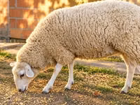 母羊, British  Milksheep — 照片 3