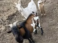 Billy Goat, Goats — photo 3