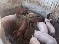 सूअर (लॉट, लिंग निर्दिष्ट नहीं) — फ़ोटो 2