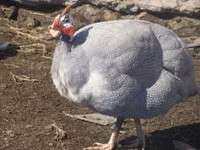 Chickens — photo 4
