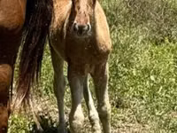 Caballo, Rocky Mountain Horse — foto 5