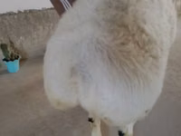 Carnero, Beltex sheep — foto 2