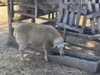 Oveja, Beltex sheep — foto 1