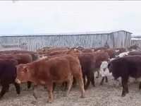 Toro, Raza Kalmyk — foto 4