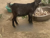 母山羊, West African dwarf goats — 照片 1