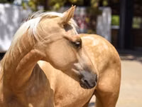 母马, Quarter Horse — 照片 3