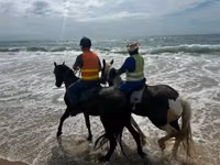 فرس, Pinto horses — الصورة 2