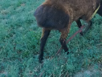 Carnero, Qashqai sheep — foto 2