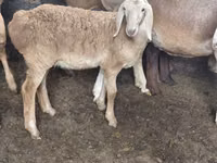 كبش, Arashan sheep — الصورة 6