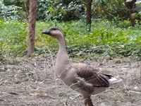 कुबान — फ़ोटो 2