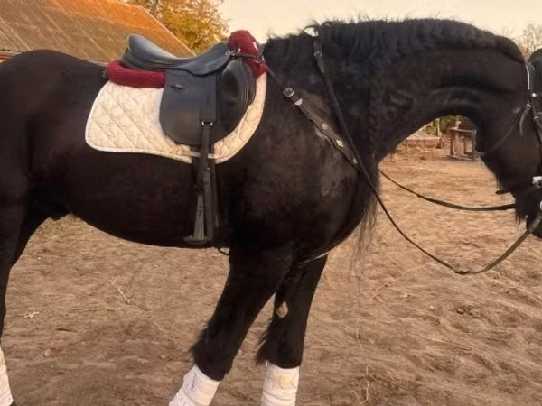 Cheval, Friesian